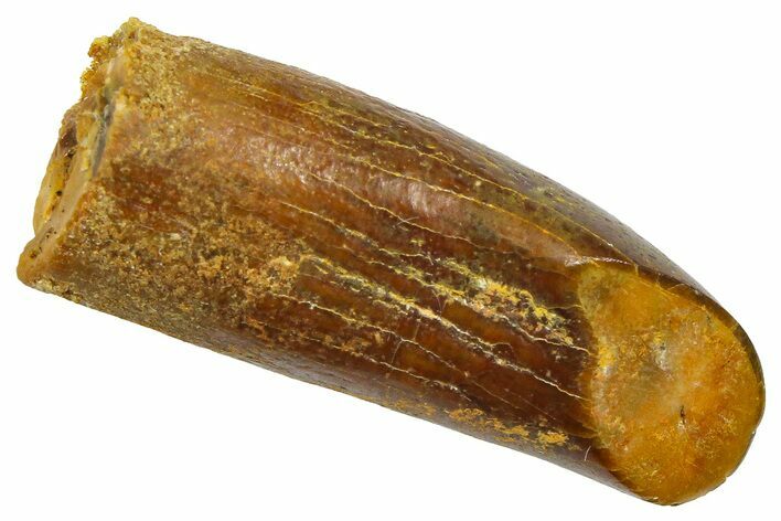 Fossil Sauropod Dinosaur (Titanosaur) Tooth - Morocco #369650